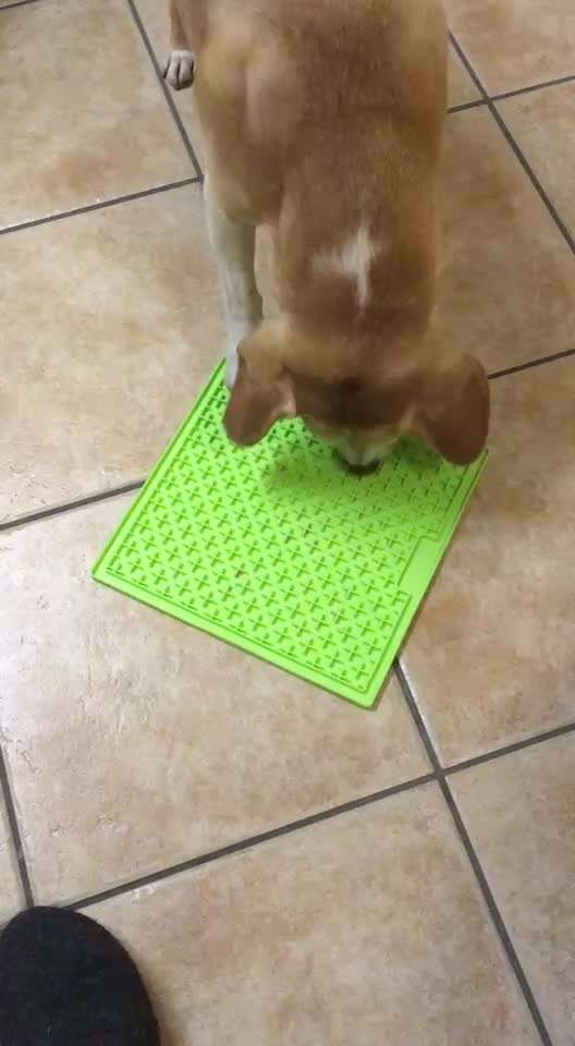 Exzessives lecken u neuerdings auch aufreiten-Beitrag-Bild