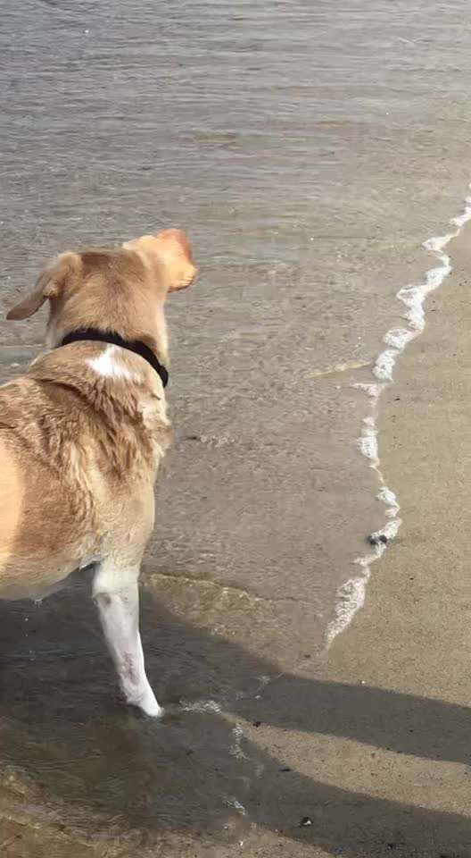 Labradorfans-Beitrag-Bild