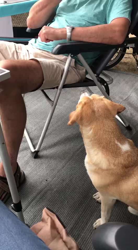 Video Challenge Nr.14 - Bettelnde Hunde-Beitrag-Bild