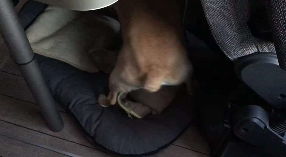 Hier ist der Spaßthread. Zum Schmunzeln und Kaputtlachen-Beitrag-Bild