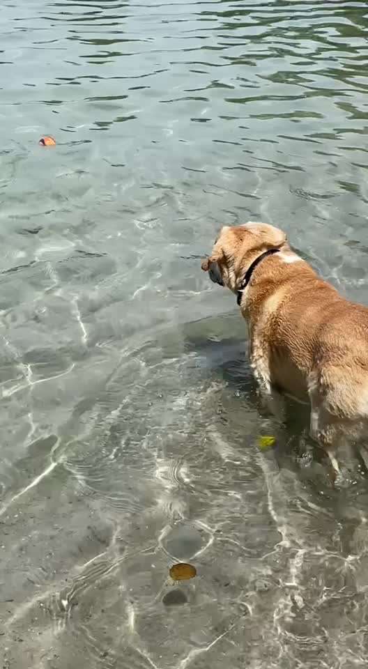 euer ältester Hund ?-Beitrag-Bild