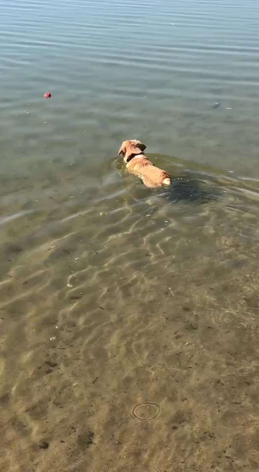 Hund an Wasser gewöhnen-Beitrag-Bild