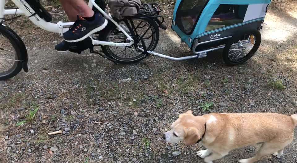 Radfahren mit Hund-Beitrag-Bild