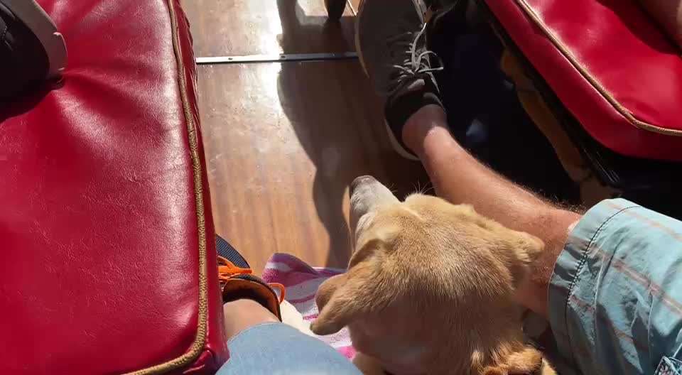 Hund abgegeben, weil Urlaub anstand? Leider kein Witz 😳-Beitrag-Bild