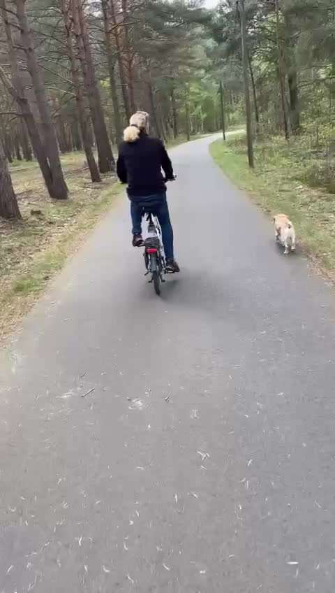 1,5 jährige Hündin zieht total an der Leine, wenn mehr als 2 Personen mit ihr laufen.-Beitrag-Bild