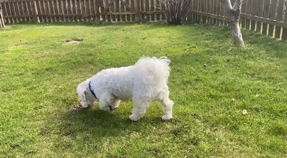 Warum lasst ihr kastrieren?-Beitrag-Bild