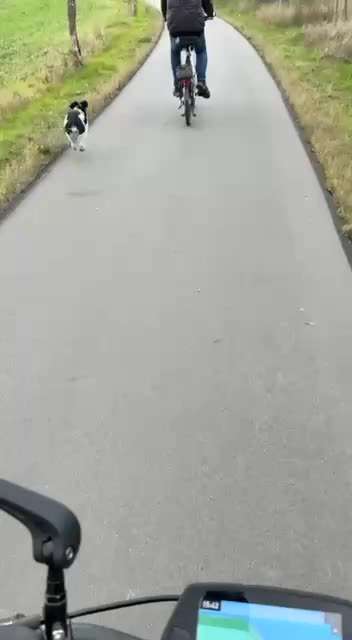 Radfahren mit Hund-Beitrag-Bild