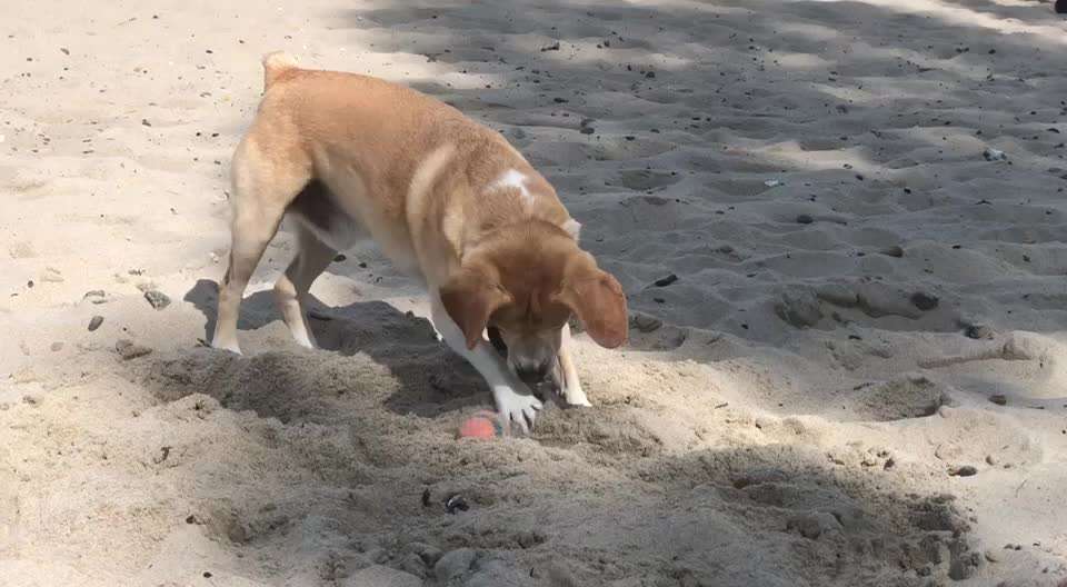 Hundeurlaub In Deutschland-Beitrag-Bild