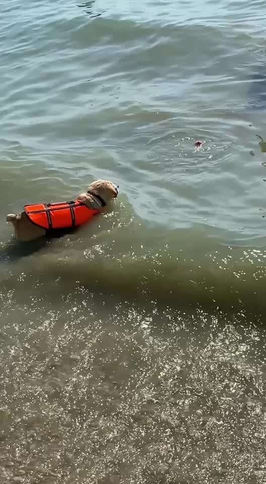 🌊🐶 Hund überall baden lassen – wie sicher ist das wirklich?-Beitrag-Bild