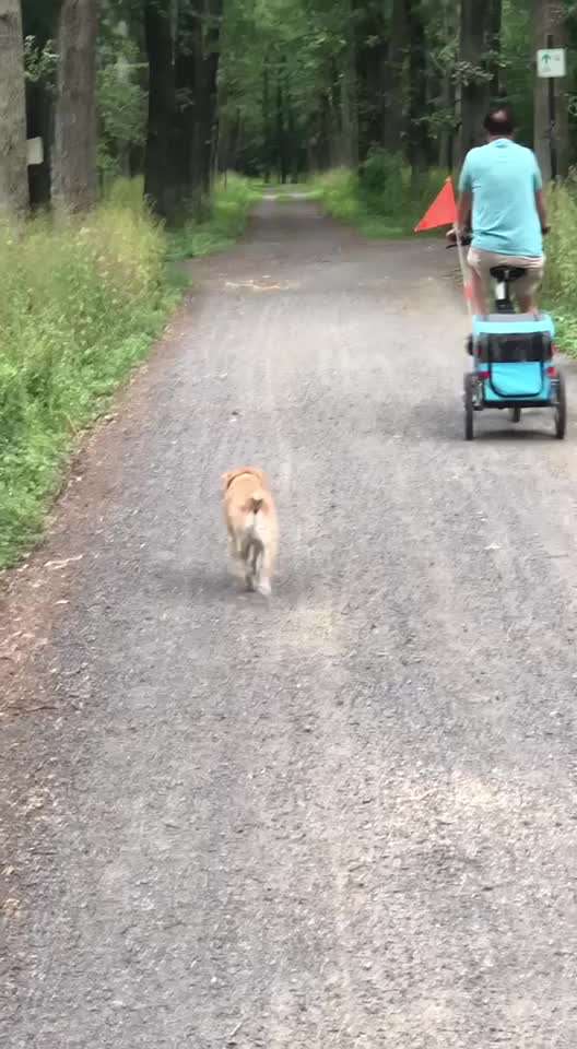 Radfahren mit Hund-Beitrag-Bild