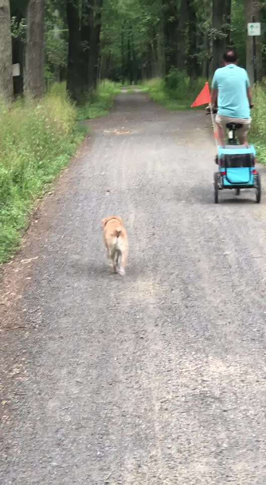 Radfahren mit Hund-Beitrag-Bild