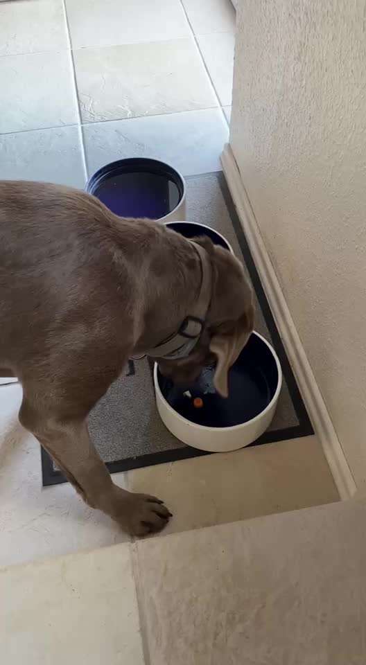 Zeigt her Eure Futternäpfe-Beitrag-Bild