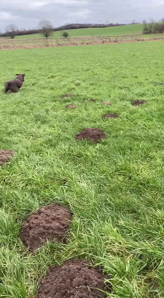 Den Hund mal "spinnen" lassen.-Beitrag-Bild