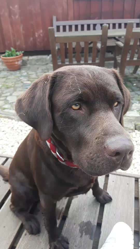 Labradorfans-Beitrag-Bild