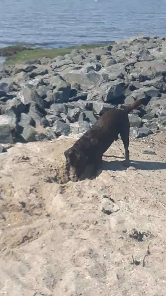 Labradorfans-Beitrag-Bild