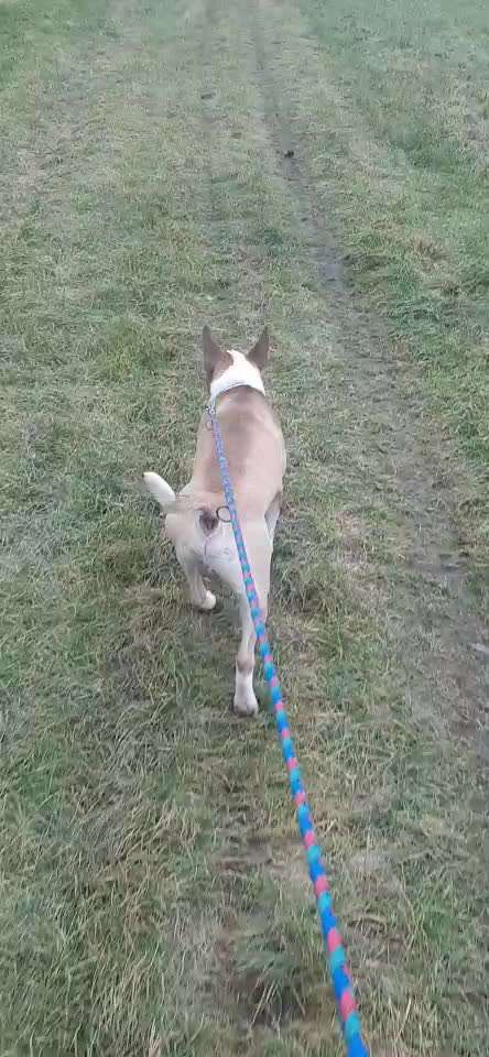 Miniatur Bull Terrier-Beitrag-Bild