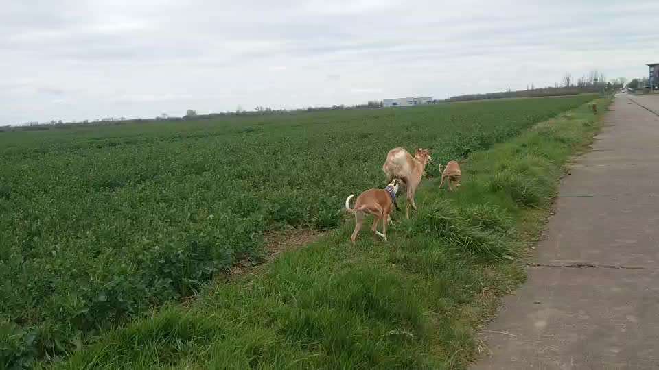 Windhunde - Treffen der besonderen Schönheiten
HERZLICH WILLKOMMEN-Beitrag-Bild
