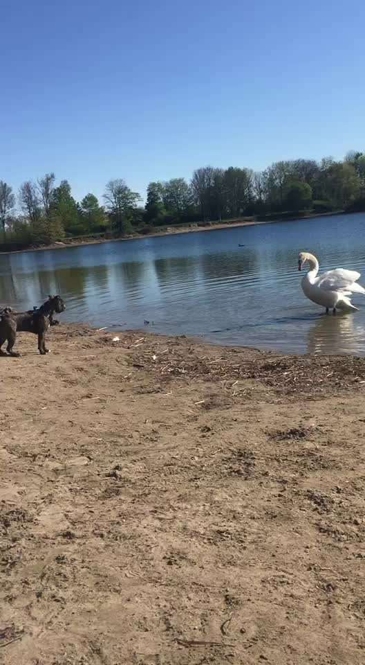 Dogorama-Monats-Challenge-Mai "Wasser"-Beitrag-Bild