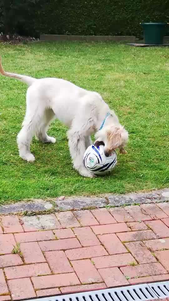 Die Dogorama Wochen Challenge-Beitrag-Bild