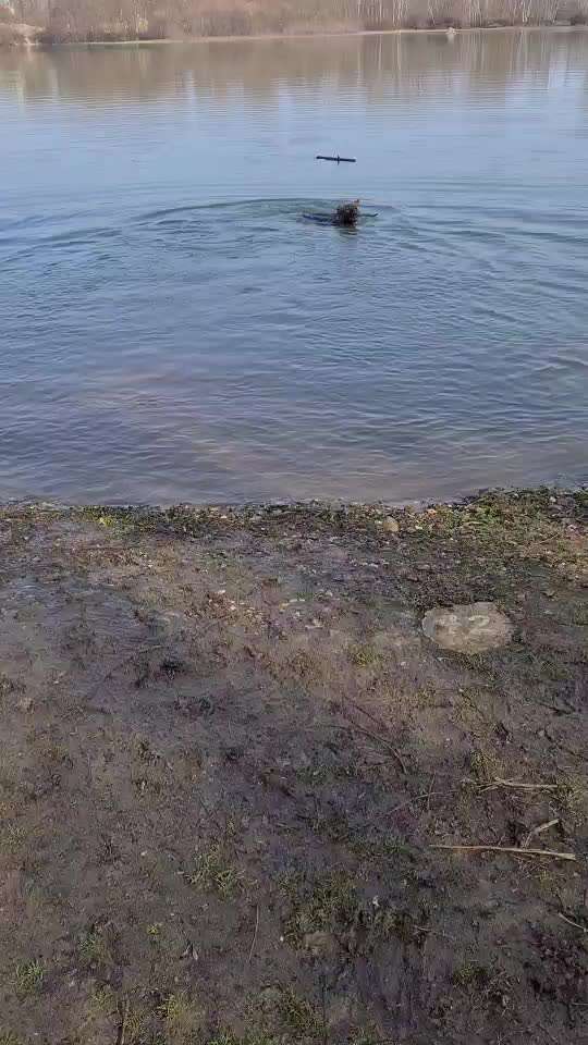 Dogorama-Monats-Challenge-Mai "Wasser"-Beitrag-Bild