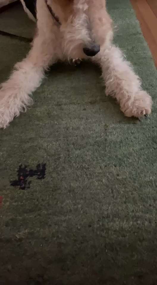 Zeigt hier Euer liebstes Video Eurer Hunde-Beitrag-Bild