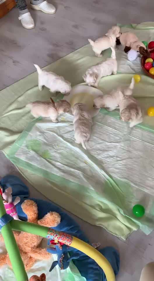 aktuelles Foto Gruppe Wurfgeschwister finden