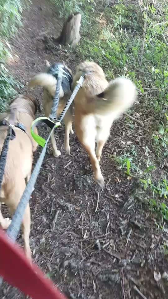 51. Video challenge - Dein Hund beim Spaziergang-Beitrag-Bild