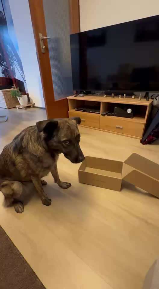 71. Gemeinsames Tricktraining: in etwas reinspringen-Beitrag-Bild