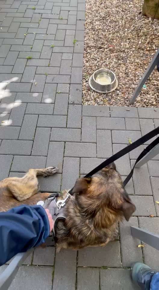 TierschutzhundeStammtisch🐕-Beitrag-Bild