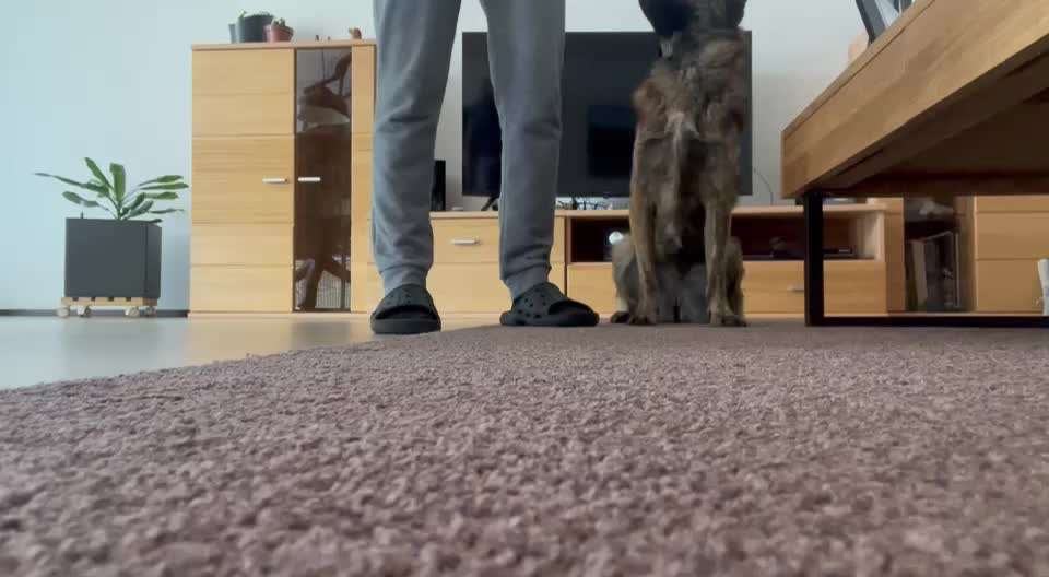 52. Gemeinsames Tricktraining: Umarmen-Beitrag-Bild