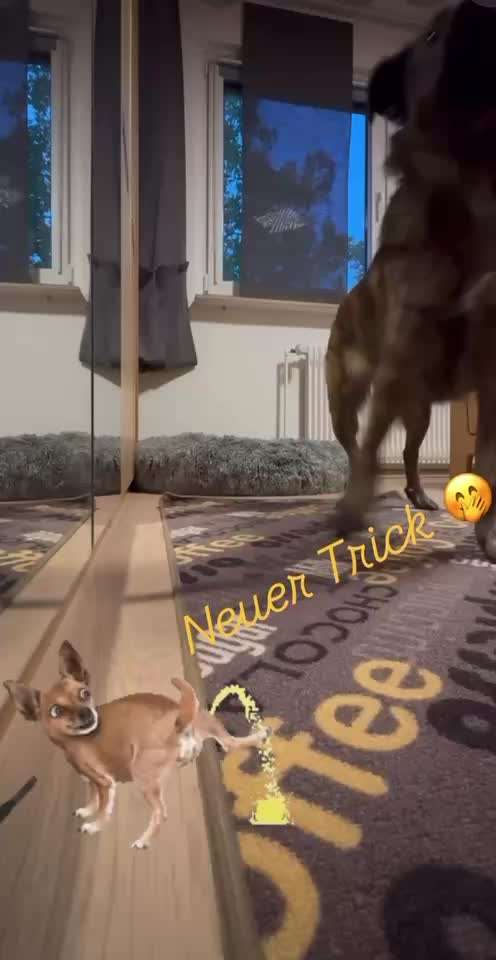 70. Gemeinsames Tricktraining: Hinterpfote heben (Fake: etwas anpinkeln)-Beitrag-Bild