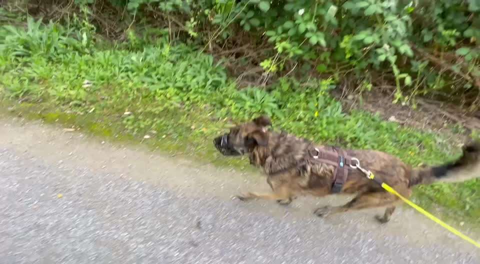 TierschutzhundeStammtisch🐕-Beitrag-Bild