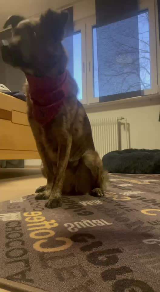 Trick Spiel - Koffer packen - der 16.-Beitrag-Bild