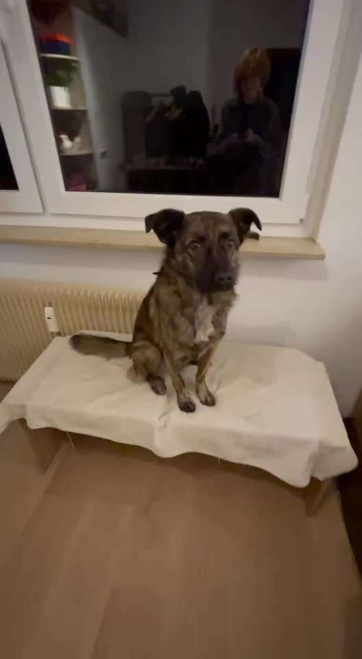 Koffer Packen: Spezial Weihnachtsedition-Beitrag-Bild