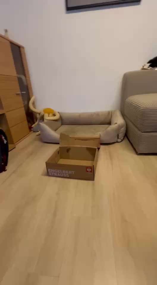 71. Gemeinsames Tricktraining: in etwas reinspringen-Beitrag-Bild