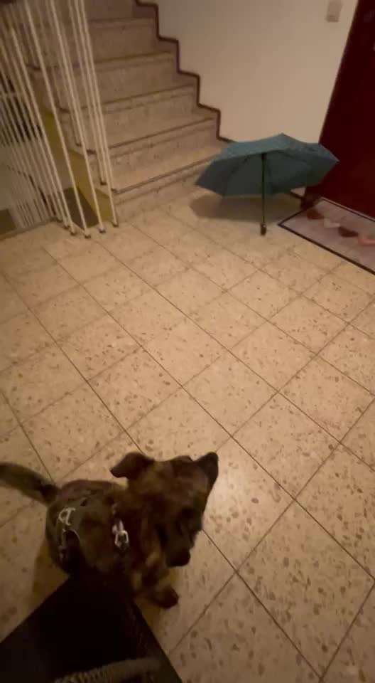 28.Imulskontrollübung             ,,Fahrstuhl fahren ,,-Beitrag-Bild