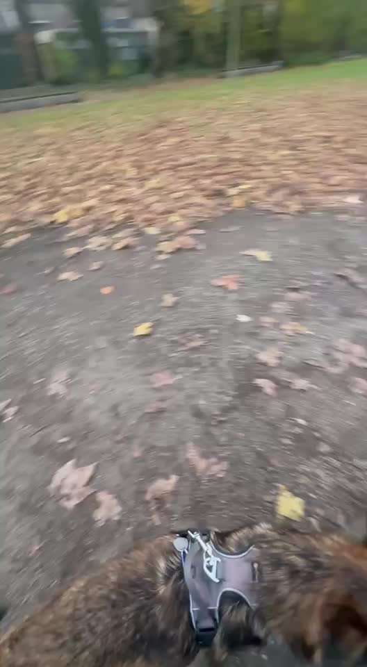 62. gemeinsames Trick Training / Challenge: bouncen-Beitrag-Bild