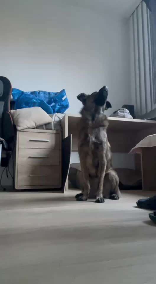 42. Gemeinsames Tricktraining: Look-Target-Beitrag-Bild