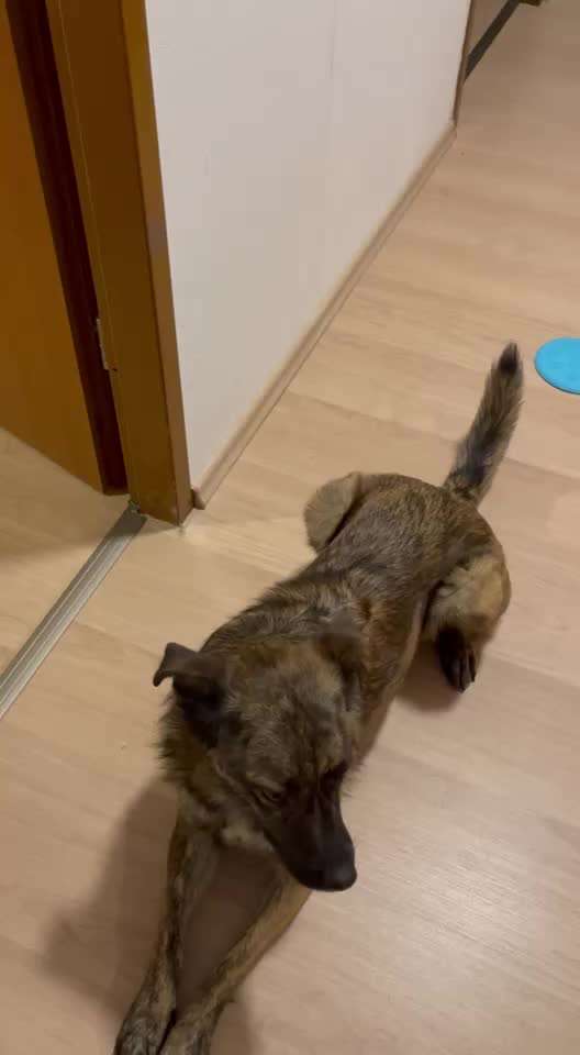 44.Tricktraining ,, Pfote auf Target,,-Beitrag-Bild