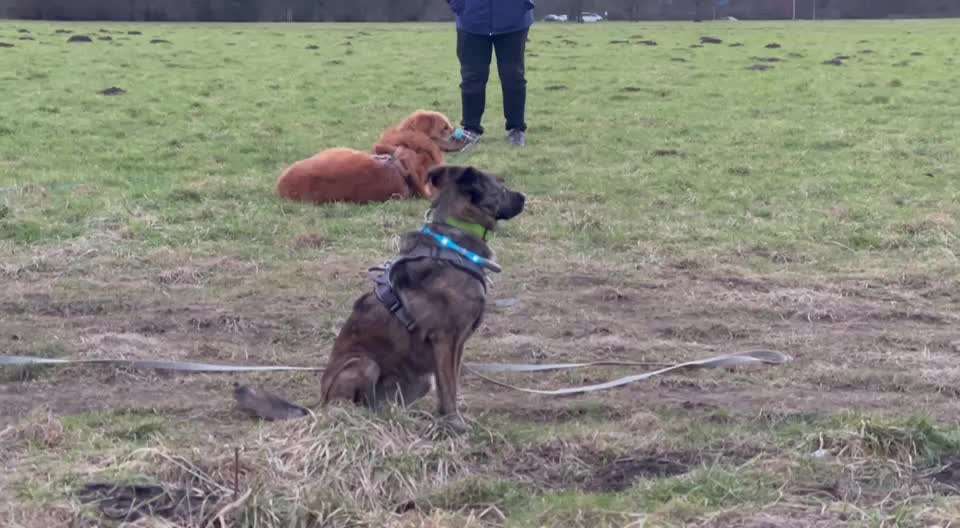 31. Impulskontrollübung: Artgenossen-Beitrag-Bild