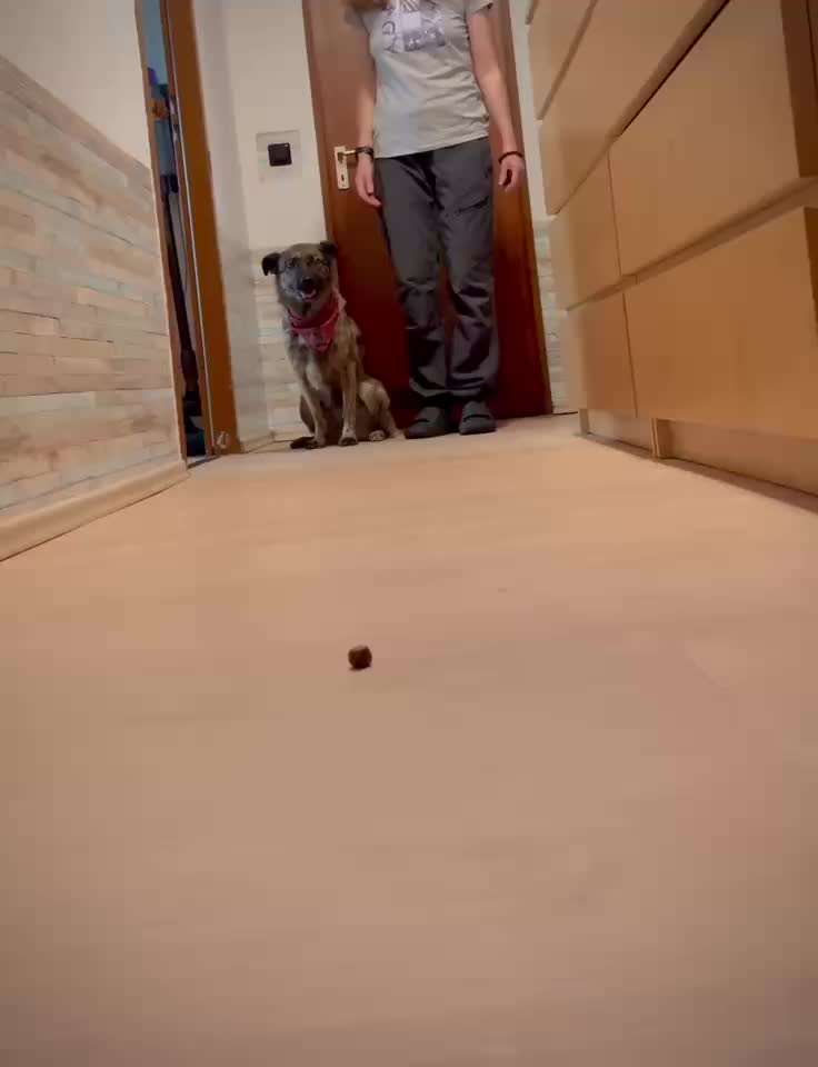 93. Gemeinsames Tricktraining VOR-Beitrag-Bild