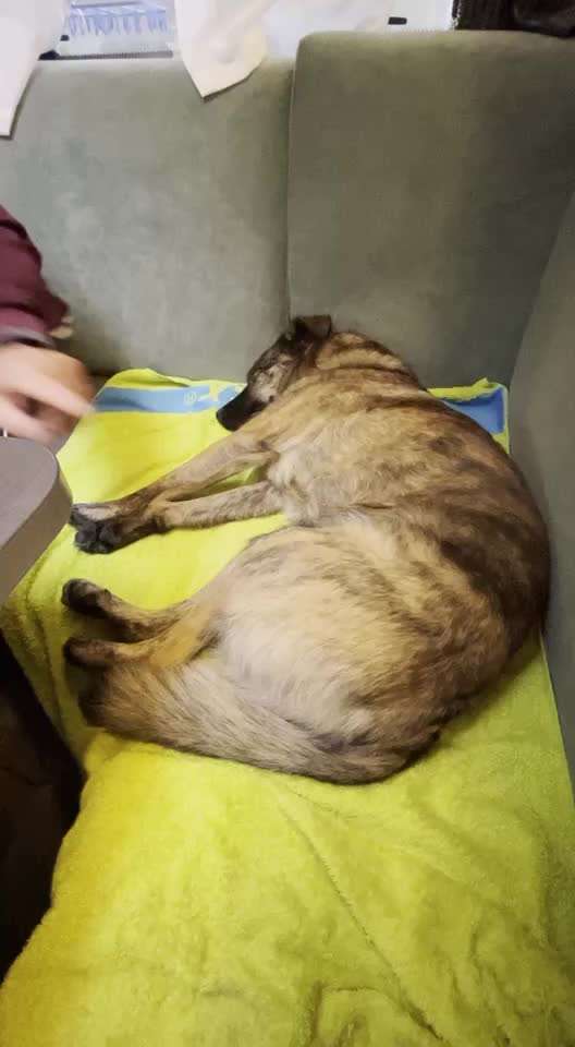 TierschutzhundeStammtisch🐕-Beitrag-Bild