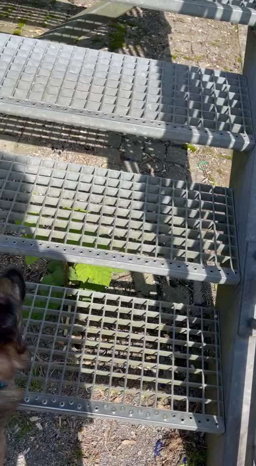 TierschutzhundeStammtisch🐕-Beitrag-Bild