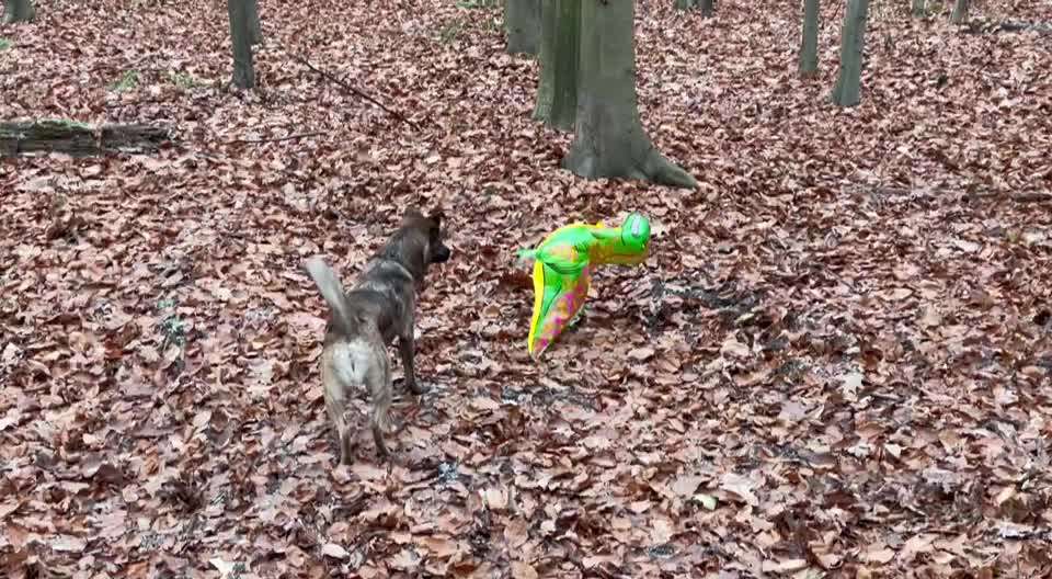 TierschutzhundeStammtisch🐕-Beitrag-Bild