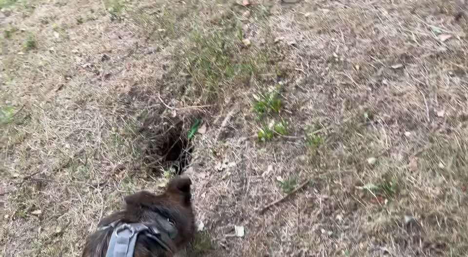 TierschutzhundeStammtisch🐕-Beitrag-Bild