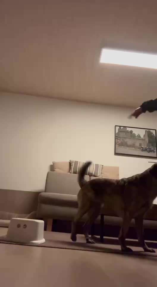 65. Gemeinsames Tricktraining: Rückwärts auf Gegenstand-Beitrag-Bild