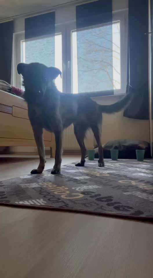 43.Gemeinsames Tricktraining: Becher stapeln-Beitrag-Bild