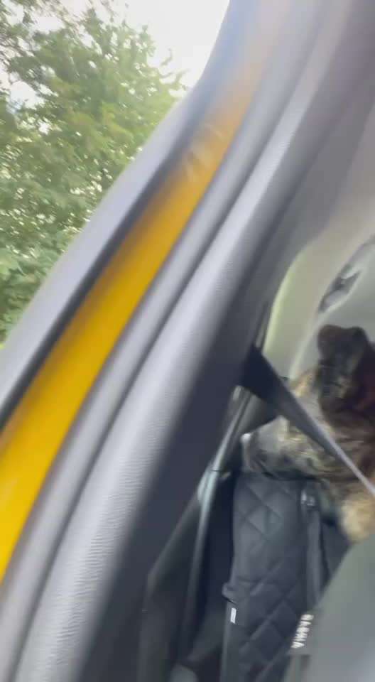 TierschutzhundeStammtisch🐕-Beitrag-Bild