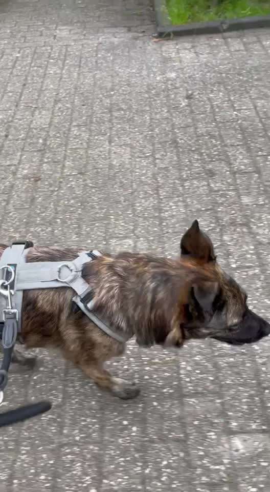 TierschutzhundeStammtisch🐕-Beitrag-Bild