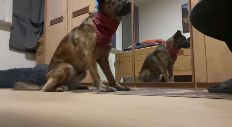 Trick Spiel - Koffer packen - der 15.-Beitrag-Bild